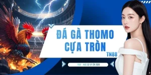 Đá Gà Thomo Cựa Tròn